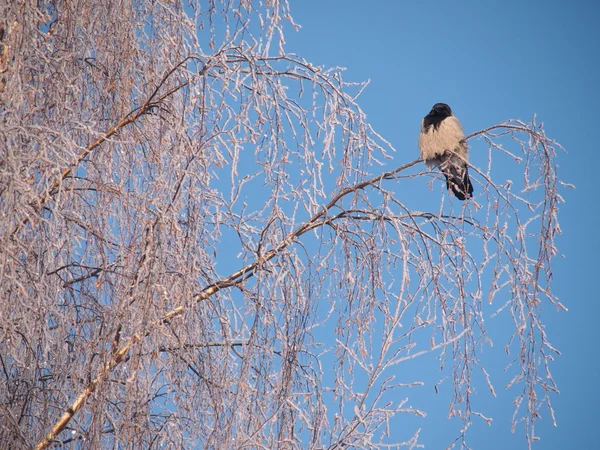 Corbeau sur une branche en hiver. Coucher de soleil — Photo