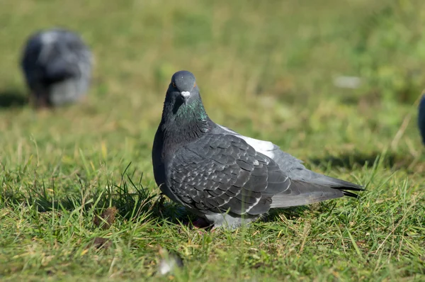 Dove into the green grass — Stock Photo, Image