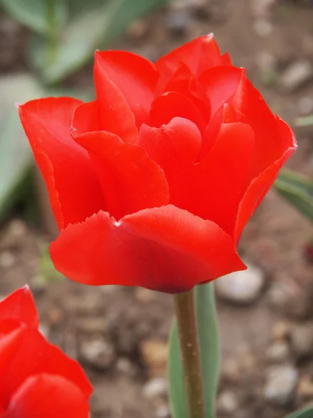 Piękny czerwony tulipan — Zdjęcie stockowe