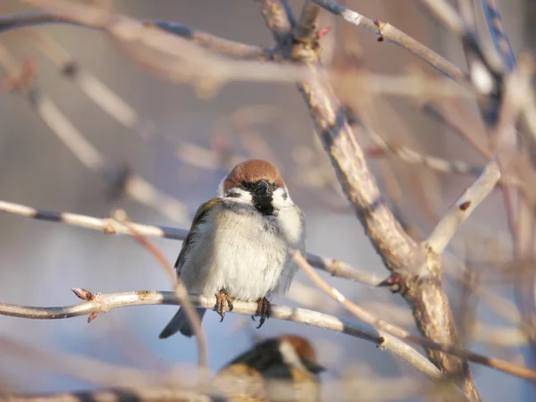 House Sparrow — Stock Photo, Image