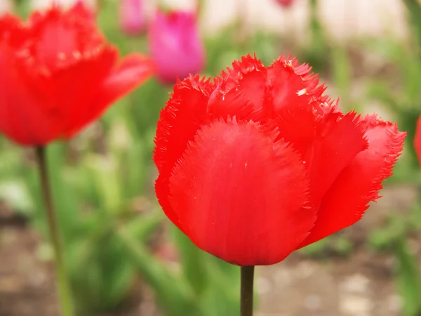 Schöne rote Tulpe — Stockfoto