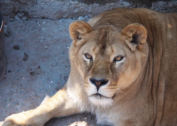 Portrait of a female lion — Stock Photo, Image