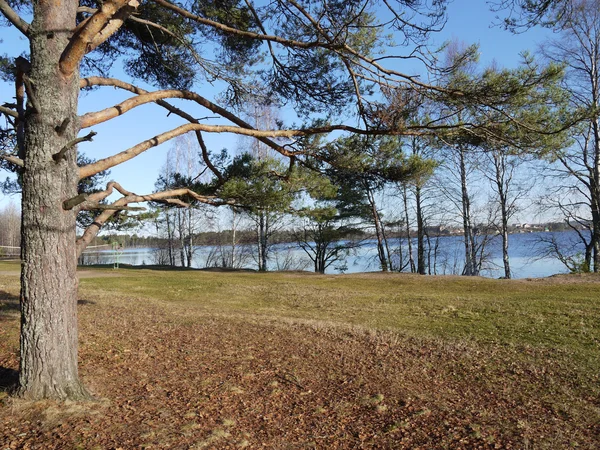 Tall på stranden av sjön — Stockfoto