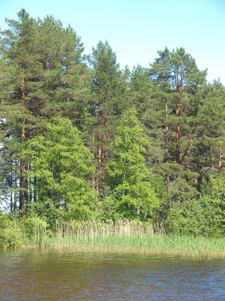 Coast of lake — Stock Photo, Image