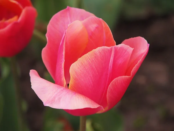 Rosa Tulpe — Stockfoto