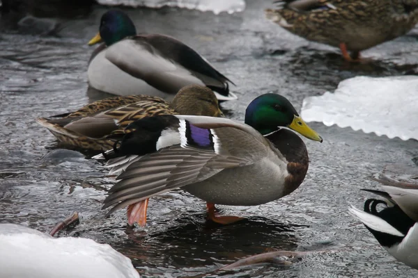 Enten im Winter auf dem Fluss — Stockfoto