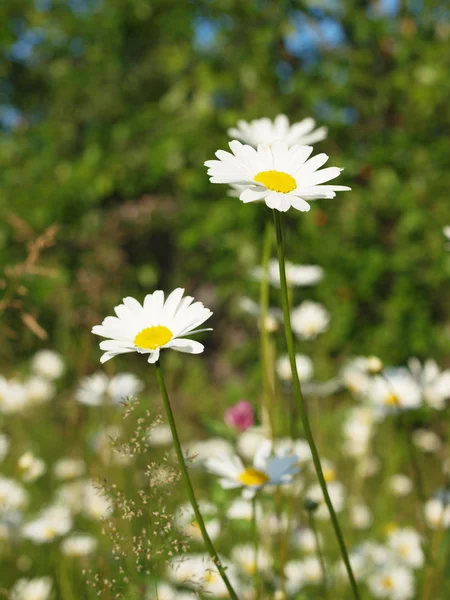 Camomiles — Stock fotografie