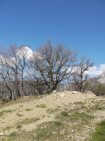 Árboles, cielo y roca — Foto de Stock