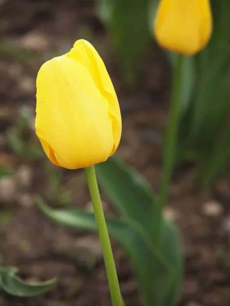 春の庭で美しい黄色いチューリップ — ストック写真