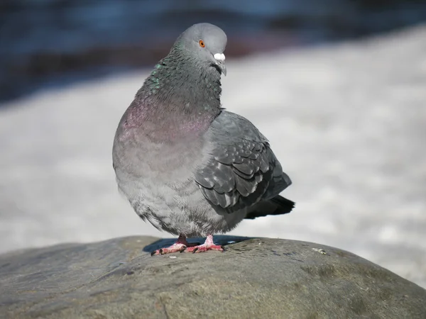 Portrait of a walking pigeon in winter day — Stock Photo, Image