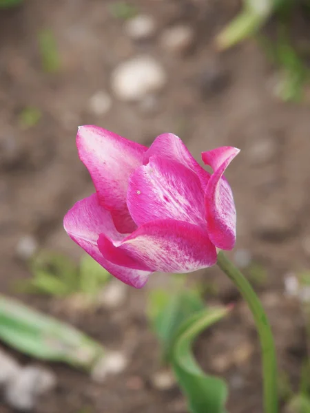 Růžová Tulipán — Stock fotografie