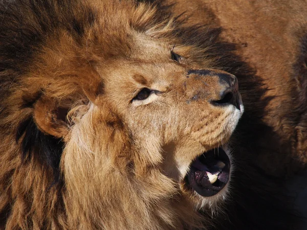 Bir erkek aslan portresi — Stok fotoğraf