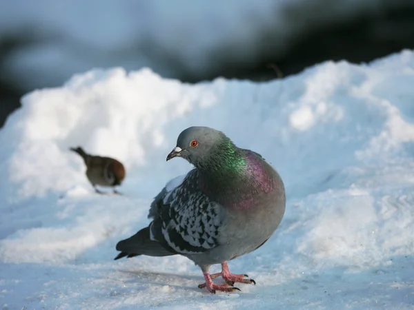 Pombo em uma neve — Fotografia de Stock