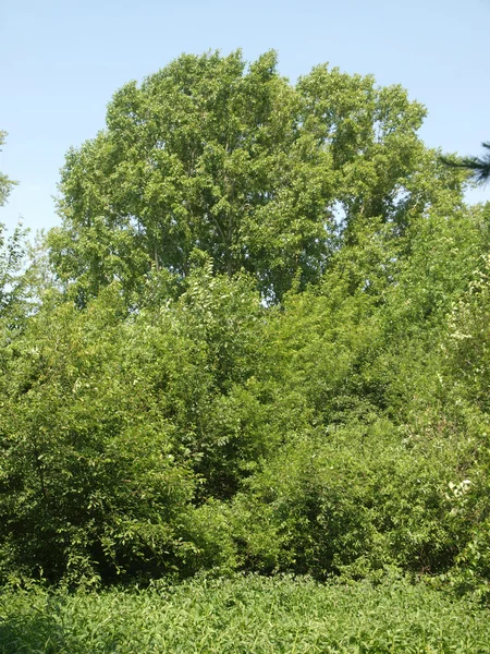 여름에 나무 — 스톡 사진