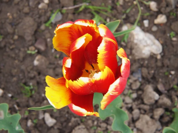 Tulipe — Photo