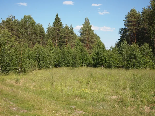 Prachtige groene woud — Stockfoto