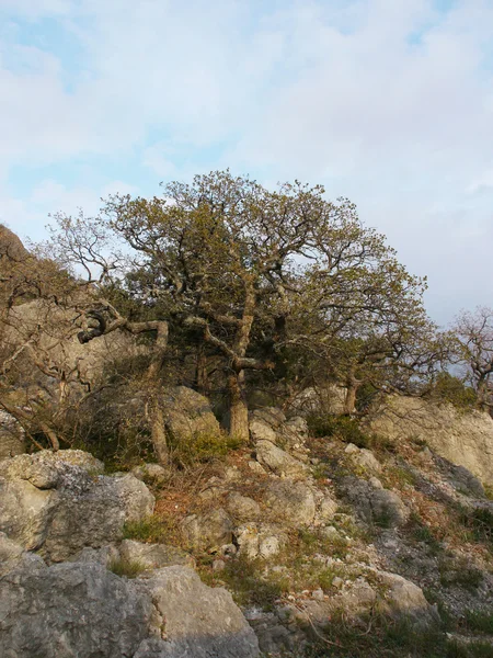 Árbol, cielo y roca — Foto de Stock