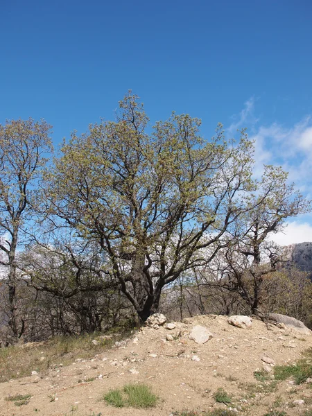 Bomen, hemel en rock — Stockfoto