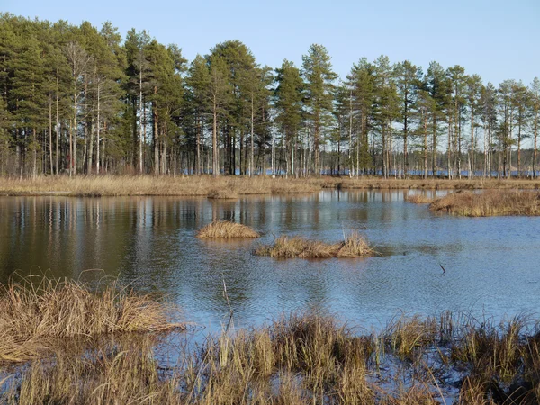 Kust van lake — Stockfoto