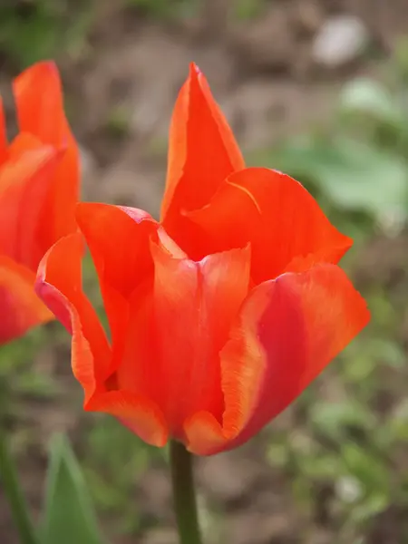 Oranžový Tulipán — Stock fotografie