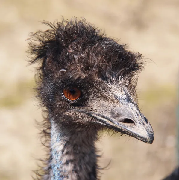 Portret van een struisvogel — Stockfoto