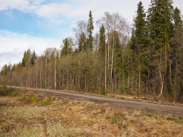 De weg in het bos — Stockfoto