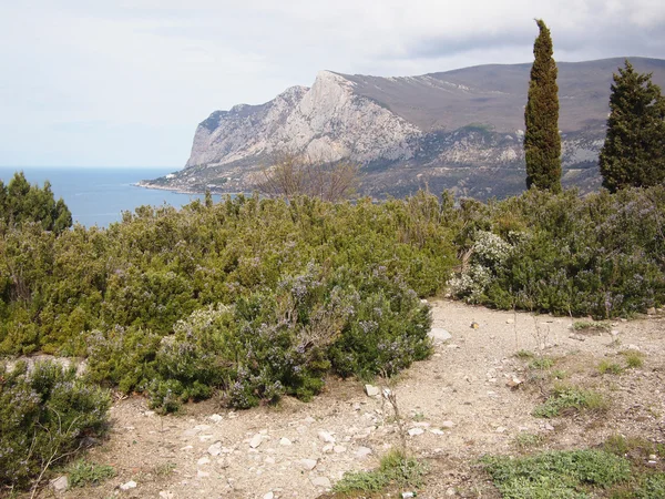 Alberi, rocce e mare — Foto Stock