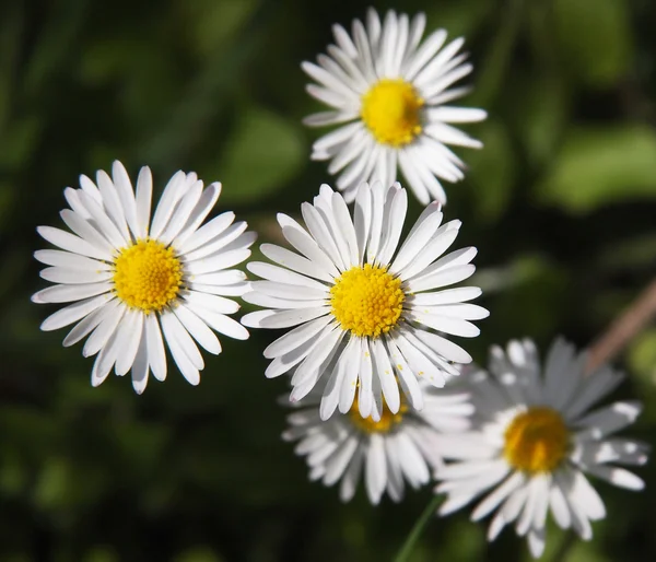 Fleurs de camomille sur l'herbe verte — Photo