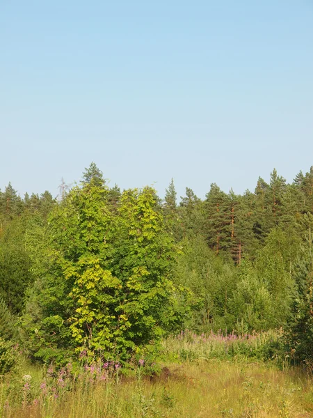 Drewno w lecie — Zdjęcie stockowe