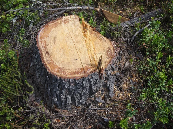 Tronco de abeto grande recién aserrado en bosque de primavera — Foto de Stock