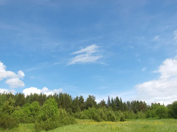 Hout in de zomer — Stockfoto