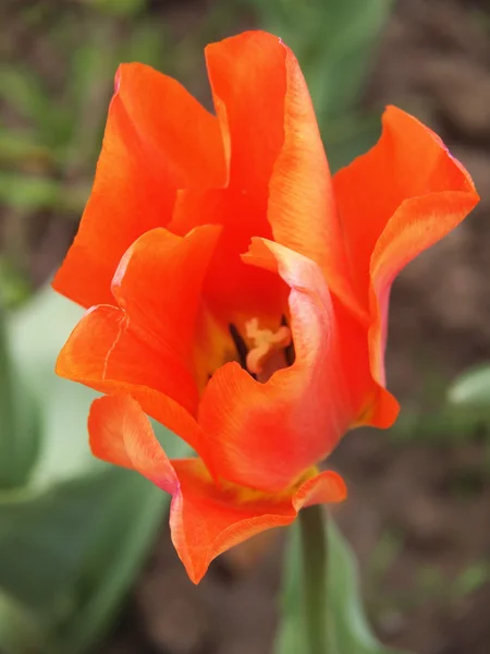 Tulipa-laranja — Fotografia de Stock