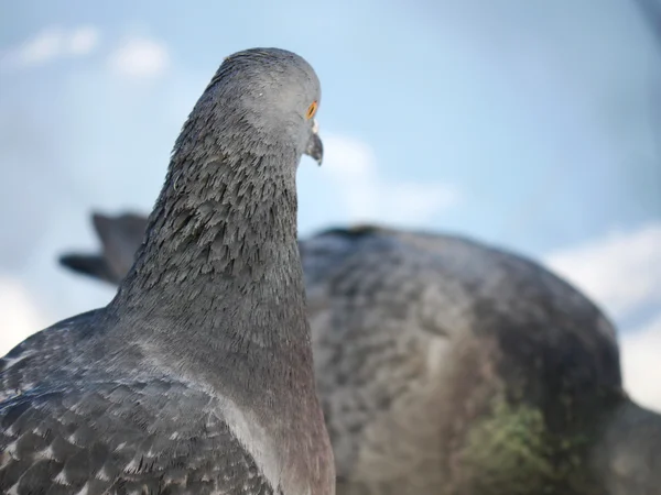 Porträt einer Taube — Stockfoto