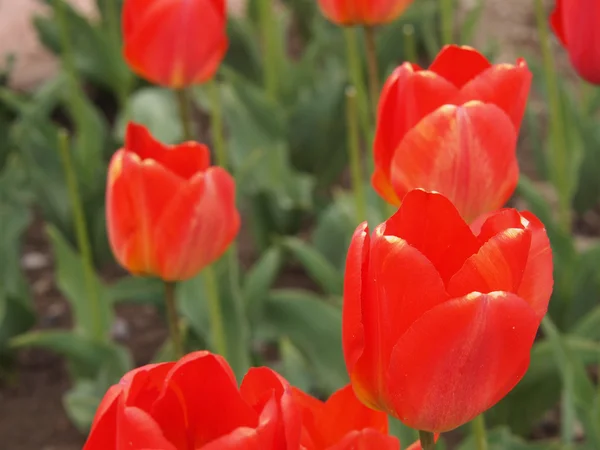 Rote Tulpe — Stockfoto