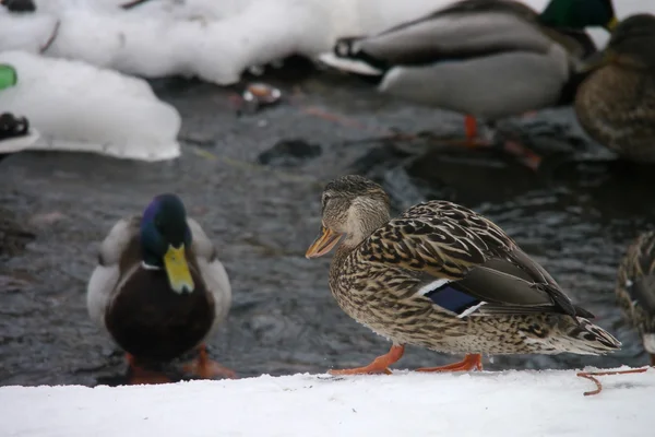 Anatre sul fiume in inverno — Foto Stock