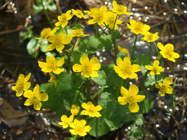 Sárga buttercup virágot a rugó (potentilla recta) — Stock Fotó