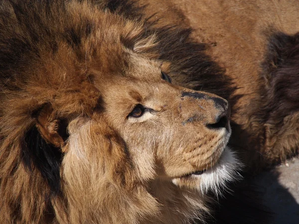 Retrato de un león macho — Foto de Stock