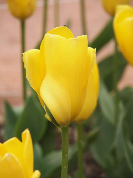 Krásný žlutý Tulipán v jarní zahradě — Stock fotografie