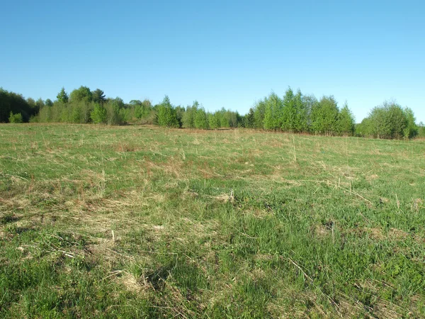 Hout in het voorjaar — Stockfoto