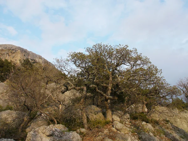 Träd, sky och rock — Stockfoto