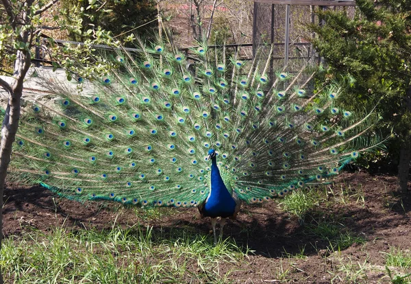 Mooie peacock — Stockfoto