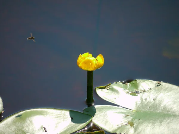 飞溅的坞站花或大黄色池塘莉莉 — 图库照片