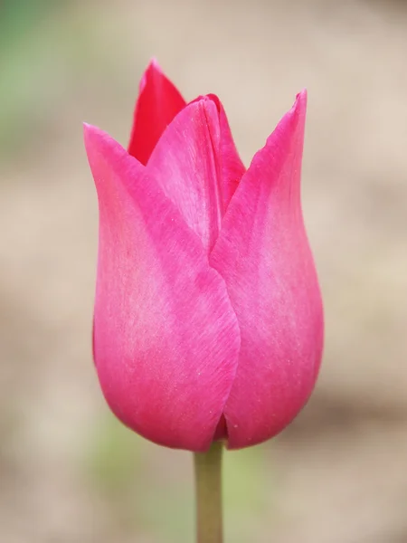 Tulipán rosa —  Fotos de Stock