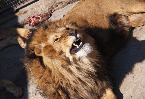 Retrato de un león macho — Foto de Stock