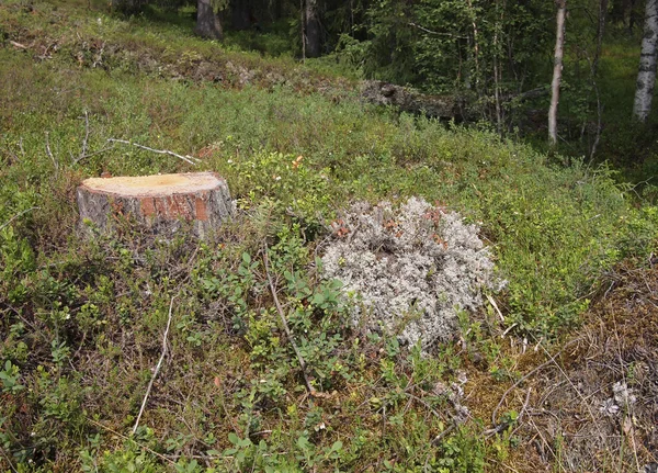 Tronco de abeto grande recién aserrado en bosque de primavera —  Fotos de Stock