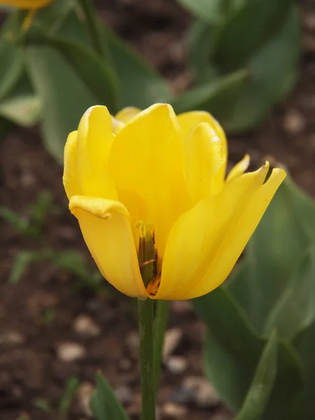 Belle tulipe jaune dans le jardin de printemps — Photo