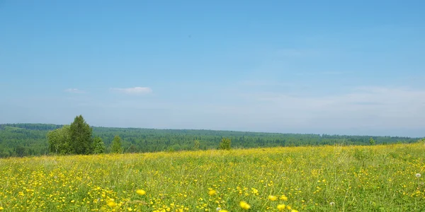 Forest in summer — Stock Photo, Image