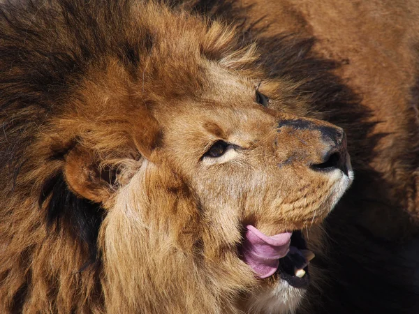 Retrato de un león macho — Foto de Stock