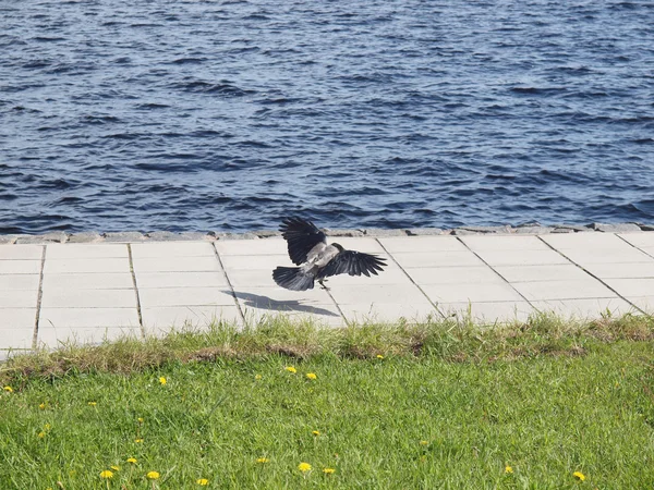 Cuervo en vuelo en muelle — Foto de Stock