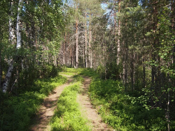 Forest road — Stockfoto